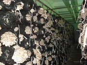 Организация грибных теплиц ( вешенка)